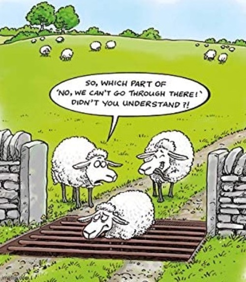 Sheep stuck in animal barrier | image tagged in what did you not understand,you cannot go through,stuck in railings,comics | made w/ Imgflip meme maker