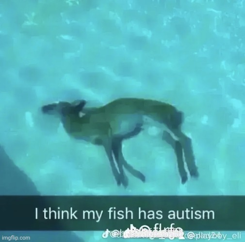 Goofy ahh fish | image tagged in autism,fish,deer,funny,memes,funny memes | made w/ Imgflip meme maker