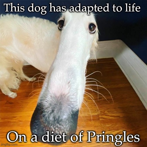 Pringles dog | This dog has adapted to life; On a diet of Pringles | image tagged in let me do it for you,pringles,improvise adapt overcome | made w/ Imgflip meme maker