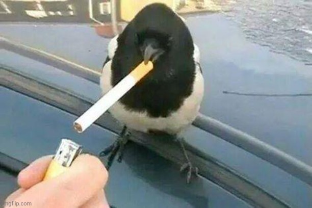 piebald crow smoking a cigarette | image tagged in piebald crow smoking a cigarette | made w/ Imgflip meme maker