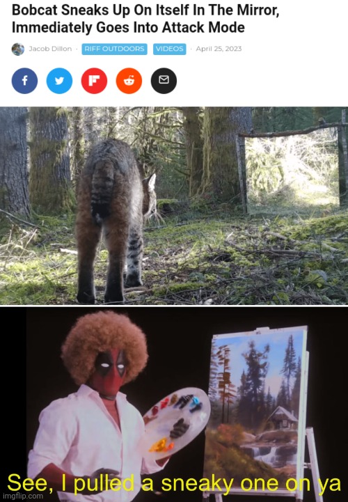 Bobcat | image tagged in see i pulled a sneaky one on ya deadpool version,bobcat,mirror,cats,cat,memes | made w/ Imgflip meme maker