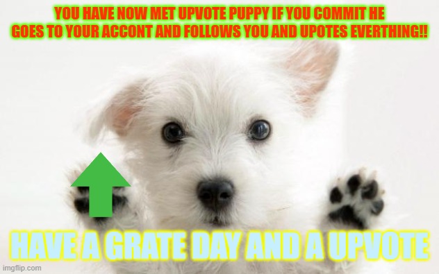 cute dog | YOU HAVE NOW MET UPVOTE PUPPY IF YOU COMMIT HE GOES TO YOUR ACCONT AND FOLLOWS YOU AND UPOTES EVERTHING!! HAVE A GRATE DAY AND A UPVOTE | image tagged in cute dog | made w/ Imgflip meme maker