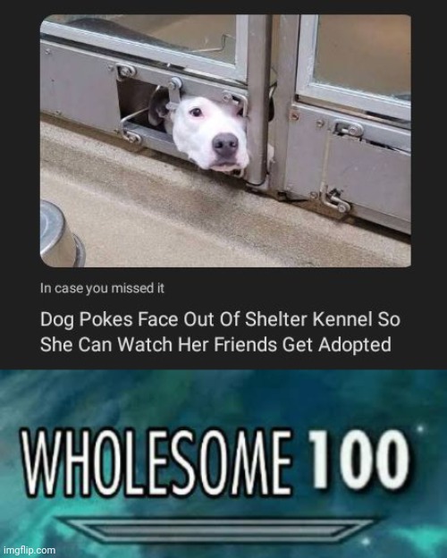 Watching her friends getting adopted | image tagged in wholesome 100,memes,dogs,dog,shelter,adopted | made w/ Imgflip meme maker