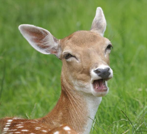 High Quality Go Home Bambi, You're Drunk Blank Meme Template