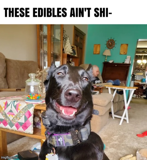 image tagged in memes | made w/ Imgflip meme maker