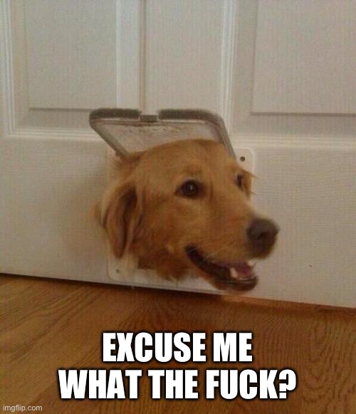 Dog door | EXCUSE ME WHAT THE FUCK? | image tagged in dog door | made w/ Imgflip meme maker