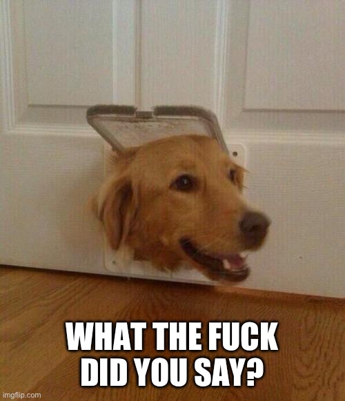 Dog door | WHAT THE FUCK DID YOU SAY? | image tagged in dog door | made w/ Imgflip meme maker