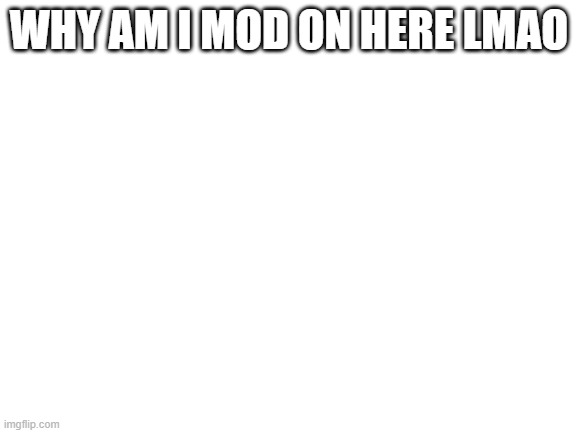 Blank White Template | WHY AM I MOD ON HERE LMAO | image tagged in blank white template | made w/ Imgflip meme maker