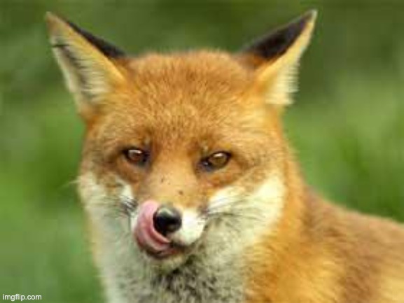 fox: *licc* | image tagged in fox | made w/ Imgflip meme maker