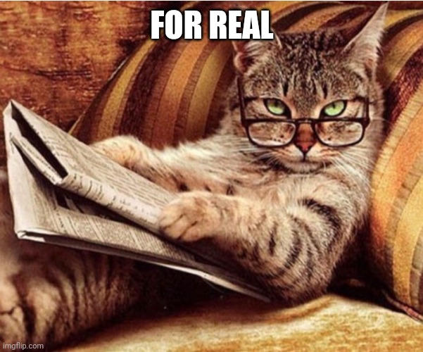 Are you for real cat | FOR REAL | image tagged in are you for real cat | made w/ Imgflip meme maker