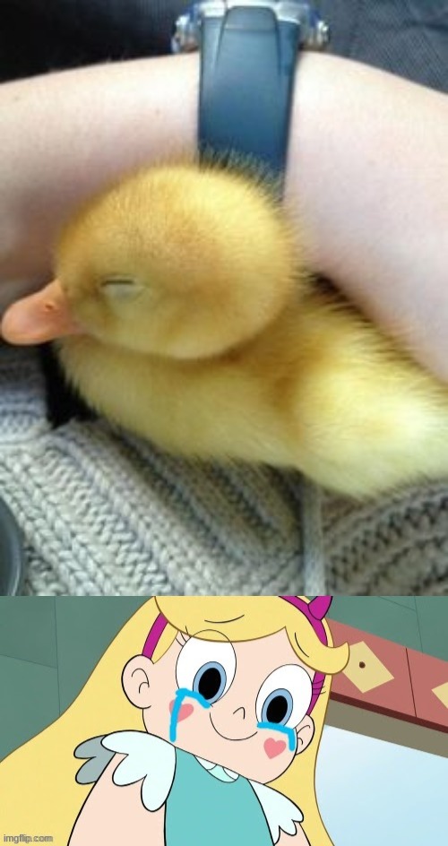 It's so cute | image tagged in cute,ducks,star vs the forces of evil,memes,star butterfly cute face,aww | made w/ Imgflip meme maker
