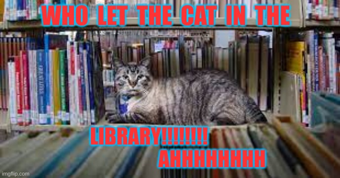 hey dude | WHO  LET  THE  CAT  IN  THE; LIBRARY!!!!!!!!                                  AHHHHHHHH | image tagged in hey | made w/ Imgflip meme maker