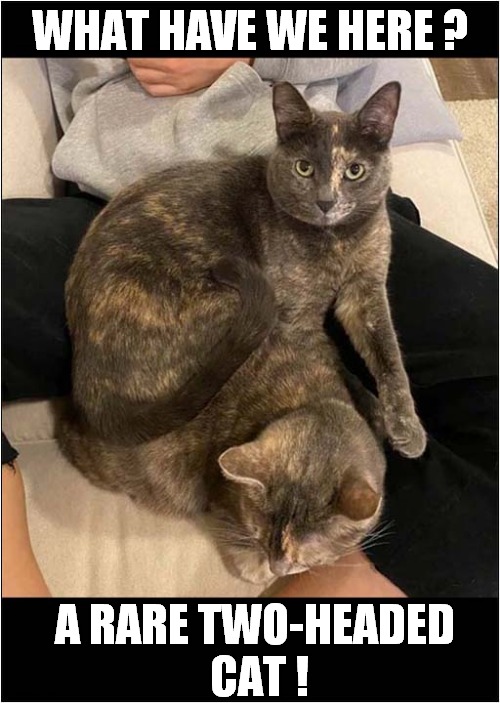That's Unusual ! | WHAT HAVE WE HERE ? A RARE TWO-HEADED
 CAT ! | image tagged in cats,two heads,optical illusion | made w/ Imgflip meme maker