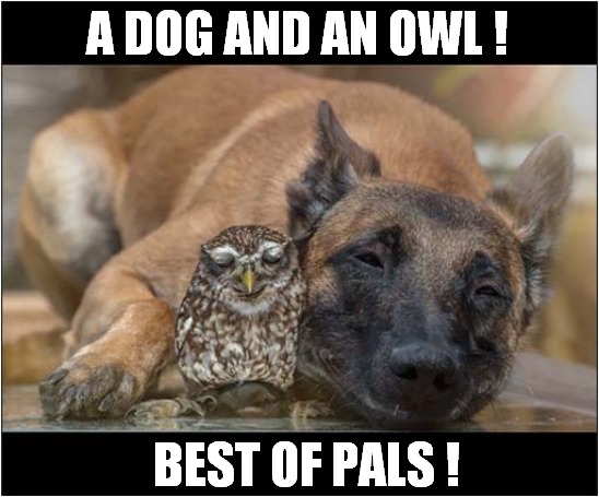 To Make You Smile ... | A DOG AND AN OWL ! BEST OF PALS ! | image tagged in dogs,owl,smile,pals | made w/ Imgflip meme maker