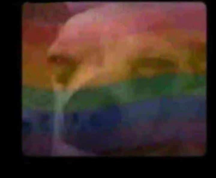 Gay chihuahua Blank Meme Template
