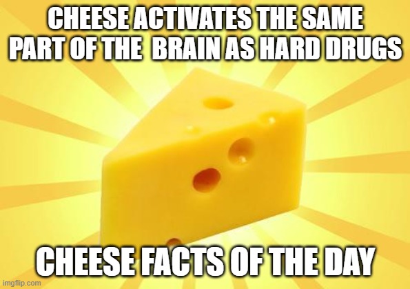 cheese fact | CHEESE ACTIVATES THE SAME PART OF THE  BRAIN AS HARD DRUGS; CHEESE FACTS OF THE DAY | image tagged in cheese time | made w/ Imgflip meme maker