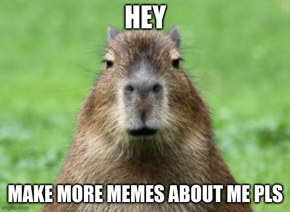 go through with the capybaras request | HEY; MAKE MORE MEMES ABOUT ME PLS | image tagged in disappointed capybara | made w/ Imgflip meme maker