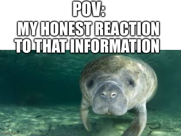 I love manatees :D | POV:; MY HONEST REACTION TO THAT INFORMATION | made w/ Imgflip meme maker