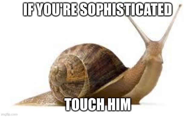 SNAIL | IF YOU'RE SOPHISTICATED TOUCH HIM | image tagged in snail | made w/ Imgflip meme maker