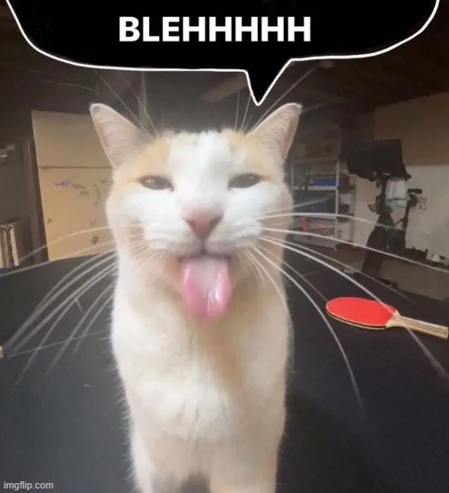 BLEAHHH | image tagged in cat | made w/ Imgflip meme maker