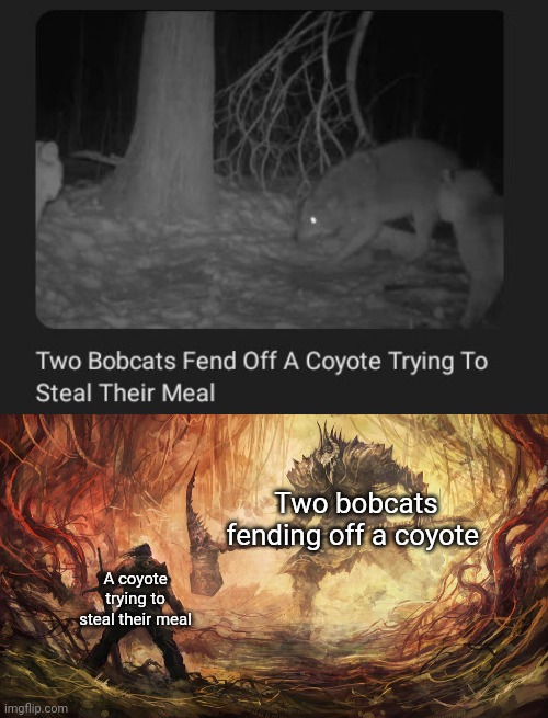 2 bobcats vs coyote | Two bobcats fending off a coyote; A coyote trying to steal their meal | image tagged in epic battle,bobcats,coyote,memes,meal,steal | made w/ Imgflip meme maker