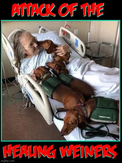 They Came from Heaven to Ease a Journey | image tagged in vince vance,weiners,dogs,dachshund,memes,healing | made w/ Imgflip meme maker