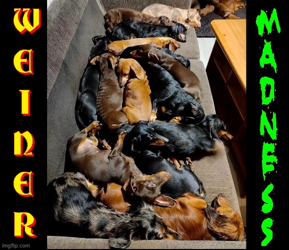 There's as many Weiner Men as there are Cat Ladies | image tagged in vince vance,dogs,dachshunds,weiner dogs,memes,woof | made w/ Imgflip meme maker