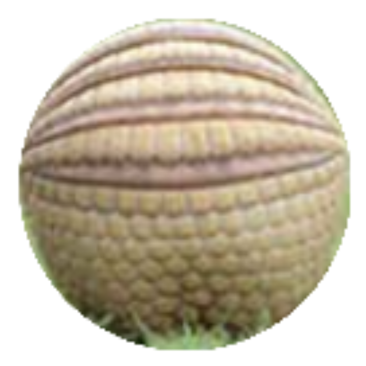 Spherical Armadillo Blank Meme Template