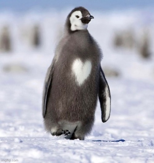 Penguin with a heart in it | made w/ Imgflip meme maker