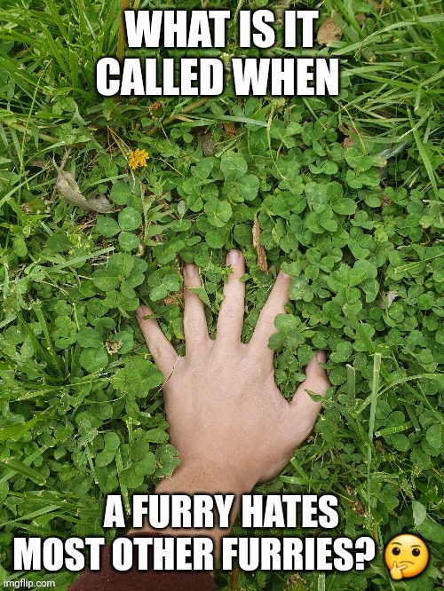 Mangle_fnaf2 touching grass | WHAT IS IT CALLED WHEN; A FURRY HATES MOST OTHER FURRIES? 🤔 | image tagged in kings little fox touching grass | made w/ Imgflip meme maker