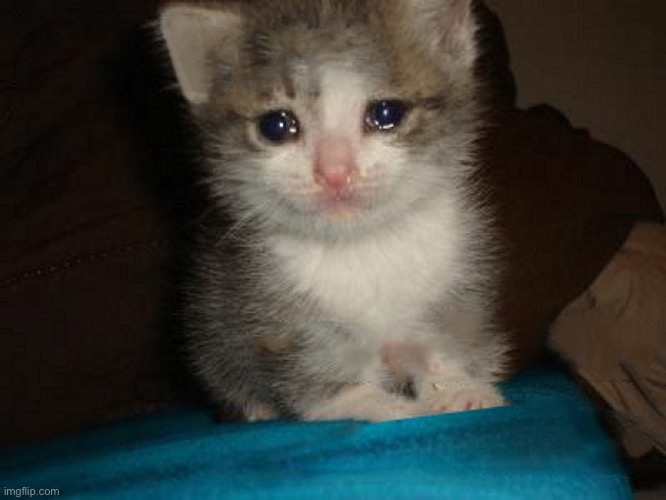 crying cat | image tagged in crying cat | made w/ Imgflip meme maker