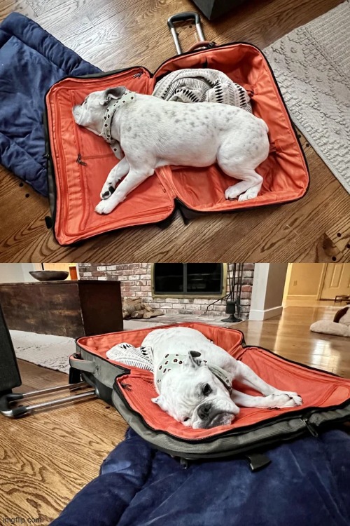 Everything is a bed. | image tagged in aww | made w/ Imgflip meme maker