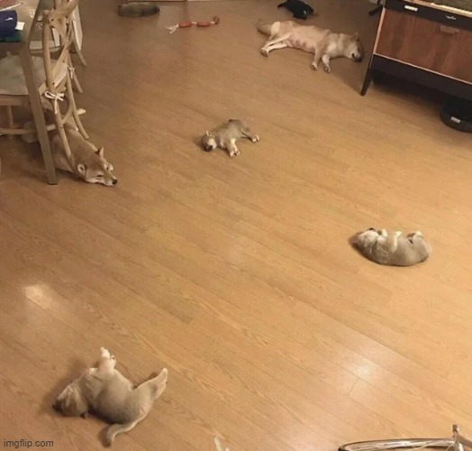 This is what happens after a party | image tagged in aww | made w/ Imgflip meme maker