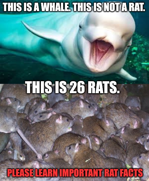 Important Rat Facts | THIS IS A WHALE. THIS IS NOT A RAT. THIS IS 26 RATS. PLEASE LEARN IMPORTANT RAT FACTS | image tagged in rats,important,rat facts | made w/ Imgflip meme maker