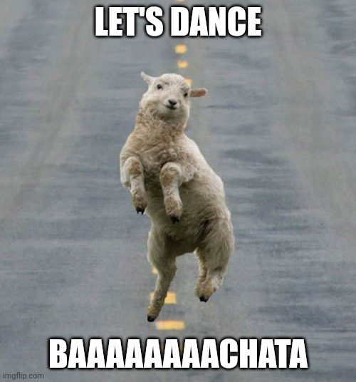 Happy sheep | LET'S DANCE; BAAAAAAAACHATA | image tagged in happy sheep | made w/ Imgflip meme maker
