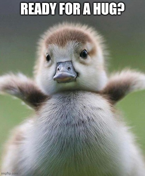 Baby Duck | READY FOR A HUG? | image tagged in baby duck | made w/ Imgflip meme maker