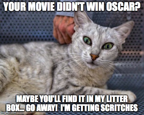YOUR MOVIE DIDN'T WIN OSCAR? MAYBE YOU'LL FIND IT IN MY LITTER BOX... GO AWAY!  I'M GETTING SCRITCHES | image tagged in cat surprised shocked | made w/ Imgflip meme maker