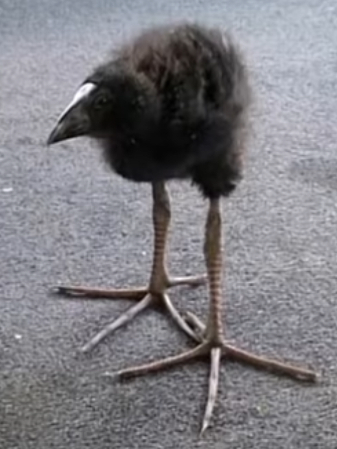 High Quality Burd Blank Meme Template