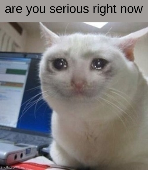 Crying cat | are you serious right now | image tagged in crying cat | made w/ Imgflip meme maker