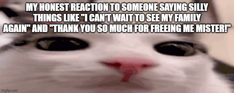 little tomfoolery | MY HONEST REACTION TO SOMEONE SAYING SILLY THINGS LIKE "I CAN'T WAIT TO SEE MY FAMILY AGAIN" AND "THANK YOU SO MUCH FOR FREEING ME MISTER!" | image tagged in plink | made w/ Imgflip meme maker