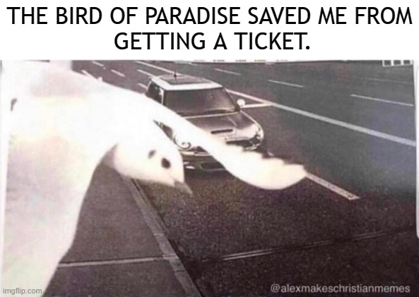 Bird of Paradise | THE BIRD OF PARADISE SAVED ME FROM
 GETTING A TICKET. | image tagged in bird of paradise,ticket,saved | made w/ Imgflip meme maker