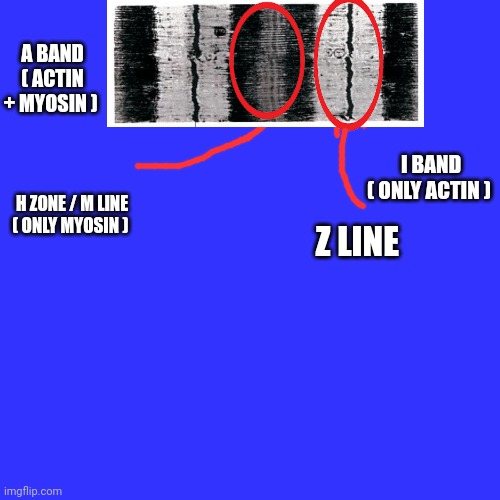 A BAND ( ACTIN + MYOSIN ); I BAND ( ONLY ACTIN ); H ZONE / M LINE ( ONLY MYOSIN ); Z LINE | made w/ Imgflip meme maker