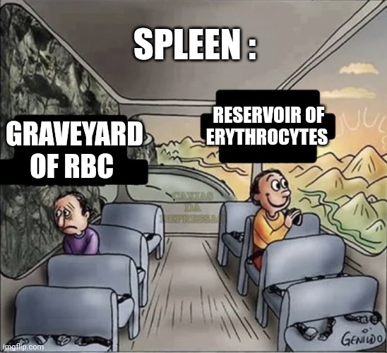 two guys on a bus | SPLEEN :; RESERVOIR OF ERYTHROCYTES; GRAVEYARD OF RBC | image tagged in two guys on a bus | made w/ Imgflip meme maker