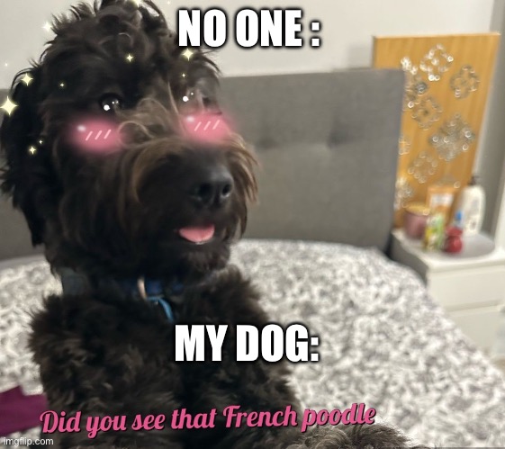 Facts | NO ONE :; MY DOG: | image tagged in dog,cute,upvote | made w/ Imgflip meme maker