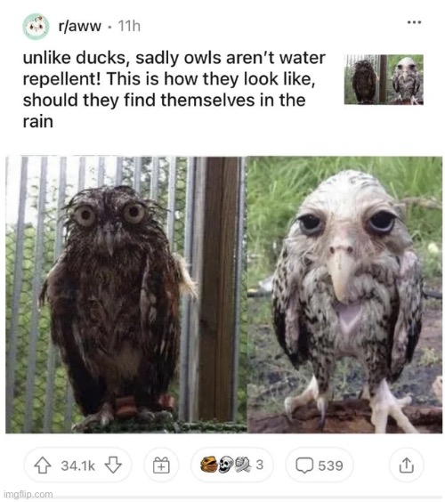 So cute! | made w/ Imgflip meme maker