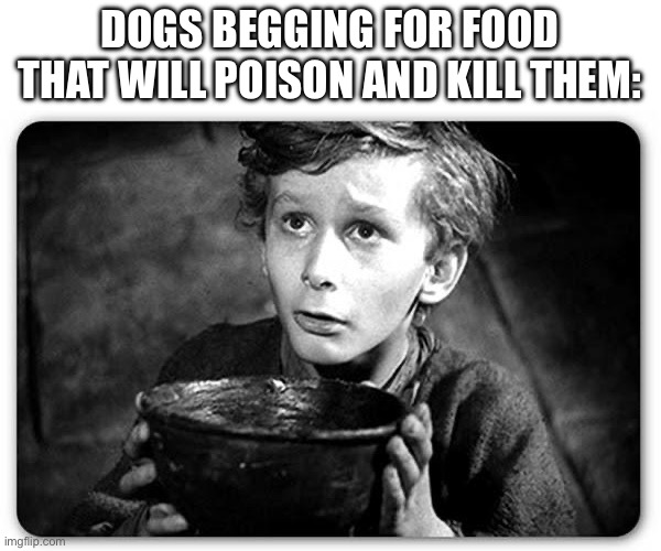 Beggar | DOGS BEGGING FOR FOOD THAT WILL POISON AND KILL THEM: | image tagged in beggar | made w/ Imgflip meme maker