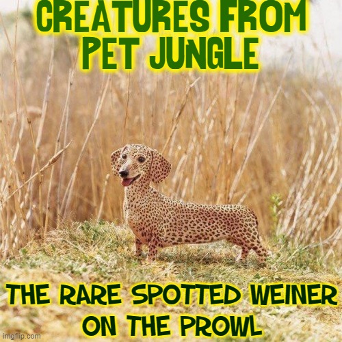 New Breed of Dog Discovered | CREATURES FROM
PET JUNGLE; THE RARE SPOTTED WEINER
ON THE PROWL | image tagged in dogs,memes,woof,cheetah,leopard,vince vance | made w/ Imgflip meme maker