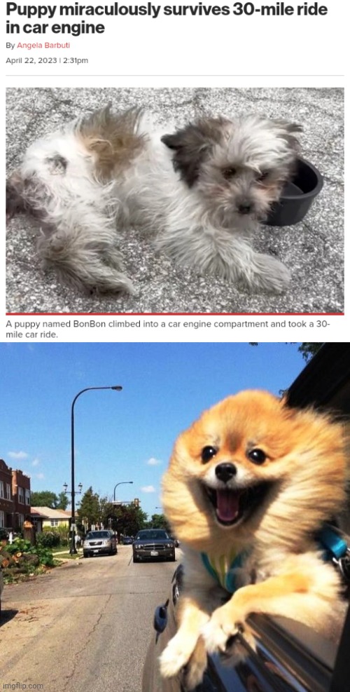 Car engine | image tagged in happy dog,dogs,dog,car,ride,memes | made w/ Imgflip meme maker