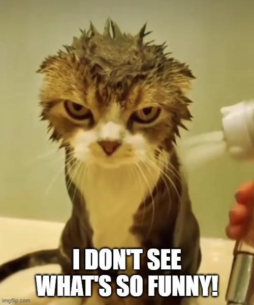 Wet Cat Funny Picture | I DON'T SEE WHAT'S SO FUNNY! | image tagged in wet cat,funny picture | made w/ Imgflip meme maker
