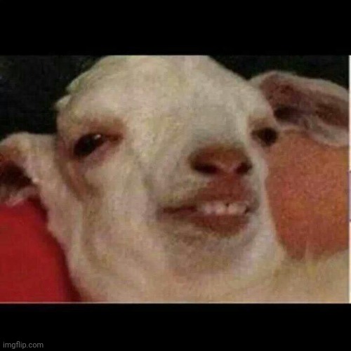 Drunk goat | image tagged in drunk goat | made w/ Imgflip meme maker